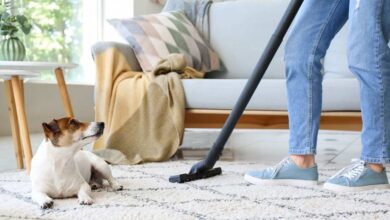 a person in sky blue pant and shoe using black pet hair vacuum on white carpet desiging with black lines block and a dog is sitting on it staring that person who is standing beside golden and white sofa.
