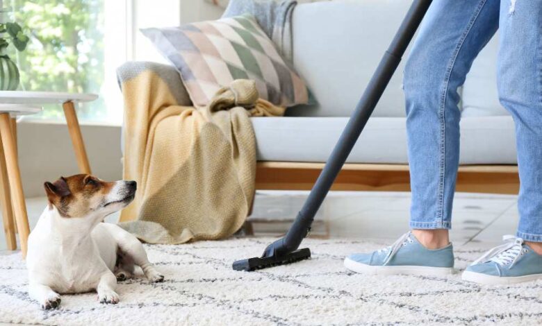 a person in sky blue pant and shoe using black pet hair vacuum on white carpet desiging with black lines block and a dog is sitting on it staring that person who is standing beside golden and white sofa.