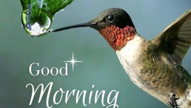 Romantic Good Morning Messages - Cute and Beautiful Good Morning Messages for Crush & Lover